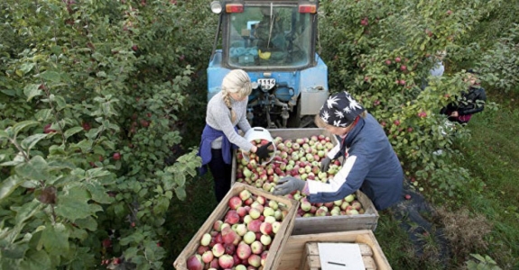 Belarus’ supplies of apples to Russia exceed harvest by 5 times