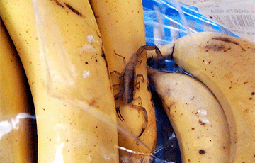 Belarusian man taken to intensive care after he was stung by SCORPIO while picking bananas in supermarket