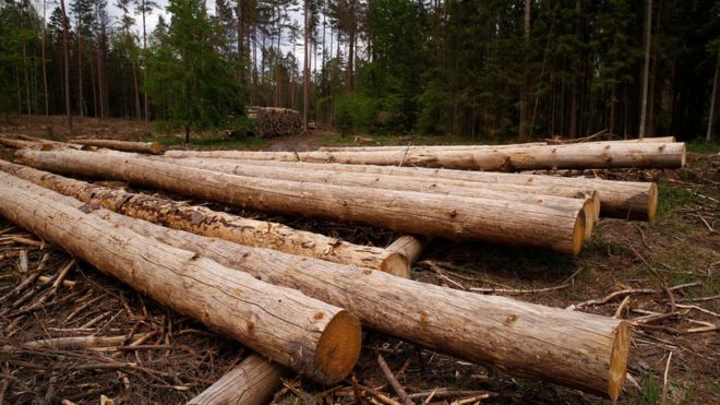 Bialowieza Forest: Poland sued over ancient woods logging