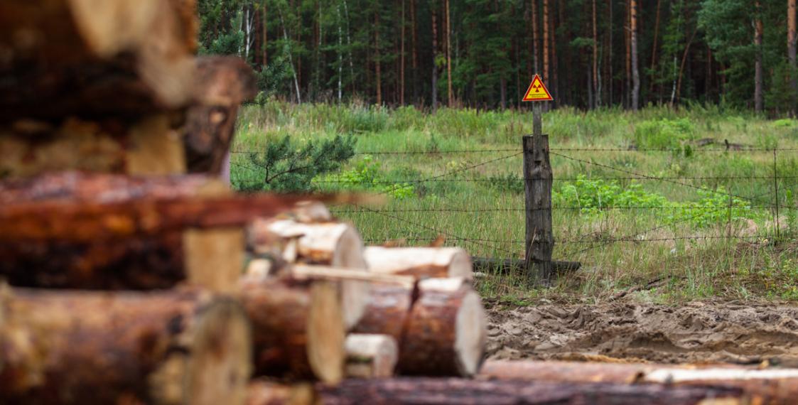 How radioactive wood from Belarus is sold across the world