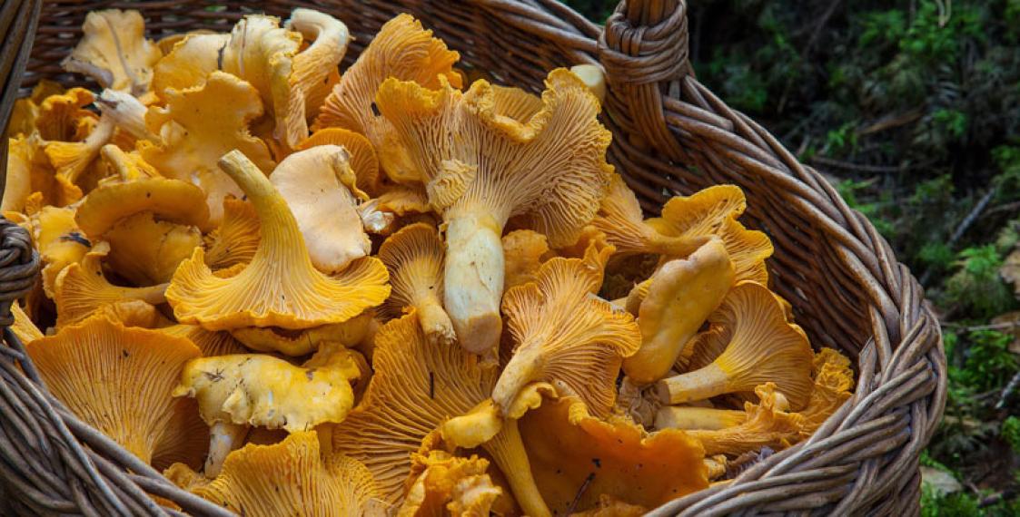 Reuters: Radioactive Belarusian mushrooms found in France