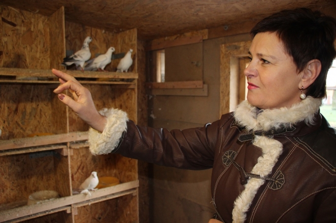 Семья из Дрогичина держит голубей-красавцев, которые зарабатывают себе на корм сами