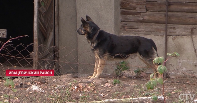 Укрепляют сараи и отвязывают собак: жители Ивацевичского района живут в страхе