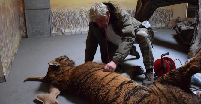 Trafficked tigers survive at Belarus border